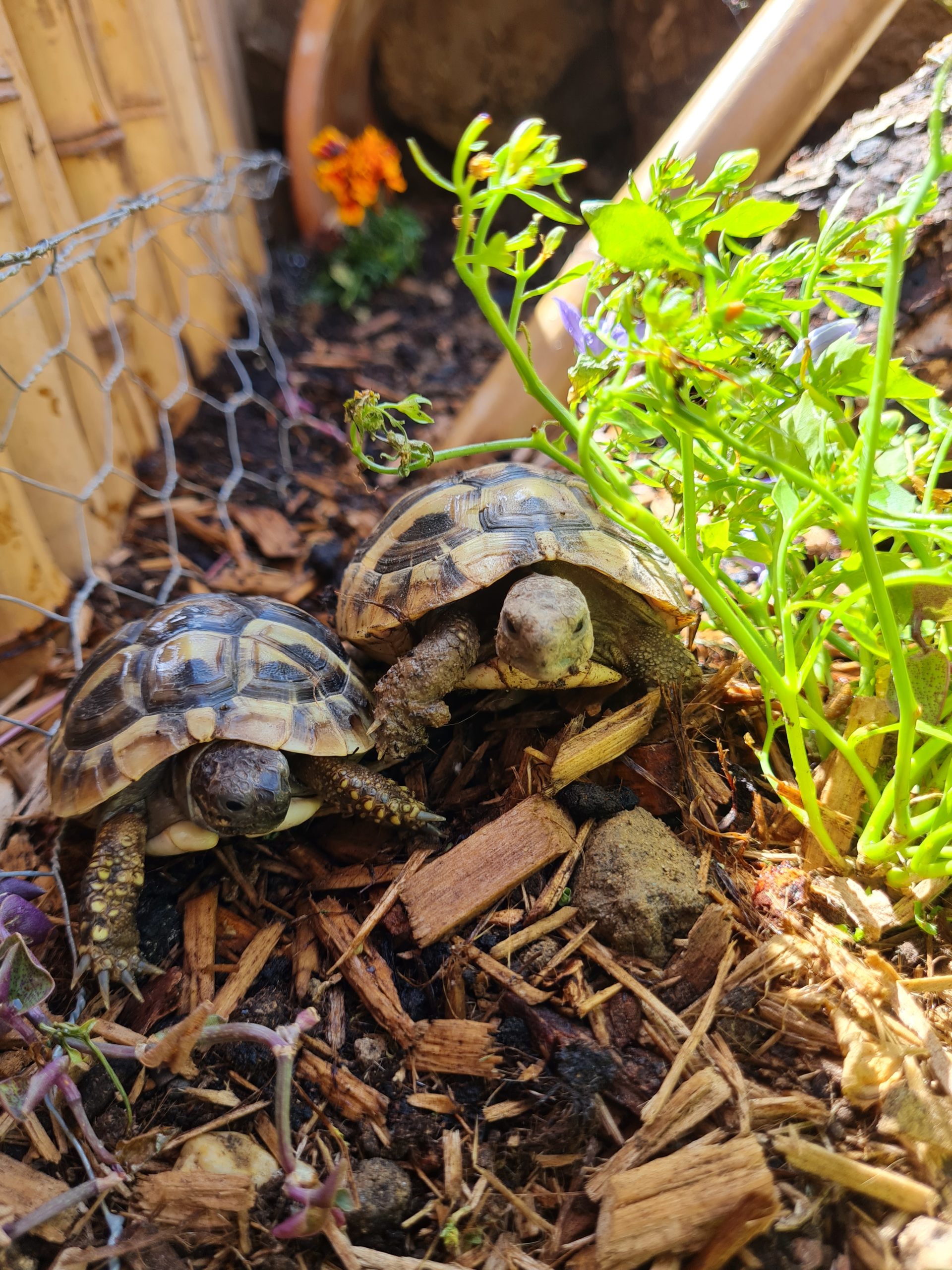 griechische Landschildkröten (Speedy und Flash) genießen die Sonne