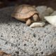 Momo 1jährige maurische Schiltkröte wärmt sich auf Lavastein auf