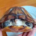 Kinosternon cruentatum - Rotwangen-Klappschildkröte (Wasserschildkröte)