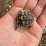 Kontaktaufnahme mit Schildkröten-Züchter Franz (93164 Laaber)
