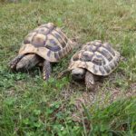 2 Griechische Landschildkröten