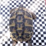 Griechisches Landschildkröten Männchen THB von 2018