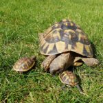 Arten von Landschildkröten - Arten Beschreibungen