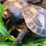 6 Monate alte Schildkrötenbabys zu verkaufen