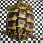 Kleine Zuchtgruppe griechische Landschildkröten