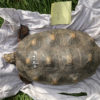 Köhlerschildkröten Adult