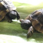 Griechische Landschildkröten Babys NZ 2022 zu verkaufen
