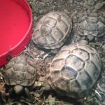 Maurische Landschildkröten 2022 Schildkröten