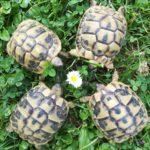Schöne und gesunde griechische Landschildkröten aus Nachzucht 2021