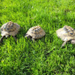 3 Griechische Landschildkröten zu verkaufen