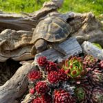 Griechische Landschildkröten NZ 2022 zu verkaufen