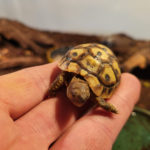 Kontaktaufnahme mit Schildkröten-Züchter Michael Cleve (46282 Dorsten)