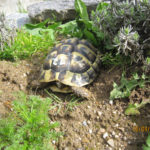 Kontaktaufnahme mit Schildkröten-Züchterin Andrea (92436 Bruck i.d.Opf.)