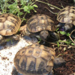 Wunderschöne Nachzuchten Griechische Landschildkröten NZ 2022 abzugeben