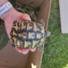 Griechische Landschildkröte in 65719 Hofheim-Diedenbergen gefunden