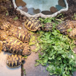 Griechische Landschildkröten NZ 2022 aus naturnaher Zucht zu verkaufen