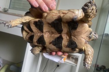 Schildkröte in 79395 gefunden