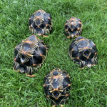 Strahlenschildkröten Radiatas