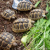 Griechische Landschildkröten 2 und 3 Jahre