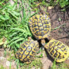 Griechische Landschildkröten zu verkaufen
